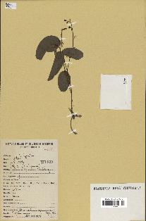 spécimen de Desmodium gangeticum