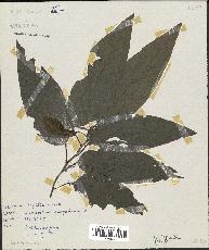 spécimen de Desmodium gangeticum
