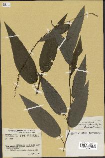 spécimen de Desmodium gangeticum