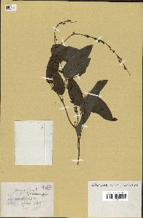 spécimen de Desmodium gangeticum