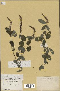 spécimen de Desmodium gangeticum