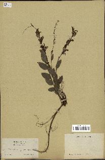 spécimen de Desmodium gangeticum