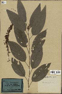 spécimen de Desmodium gangeticum