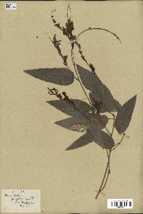 spécimen de Desmodium gangeticum