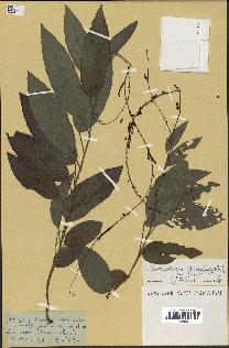 spécimen de Desmodium gangeticum