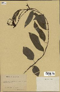 spécimen de Desmodium gangeticum