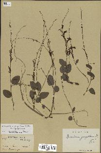 spécimen de Desmodium gangeticum