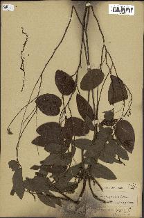 spécimen de Desmodium gangeticum
