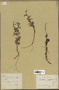 spécimen de Desmodium gangeticum