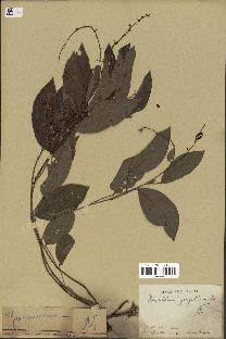 spécimen de Desmodium gangeticum