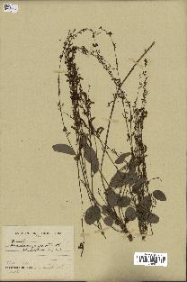 spécimen de Desmodium gangeticum