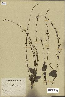 spécimen de Desmodium gangeticum