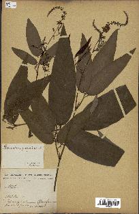 spécimen de Desmodium gangeticum