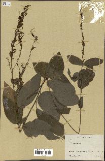 spécimen de Desmodium gangeticum