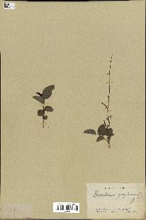 spécimen de Desmodium gangeticum