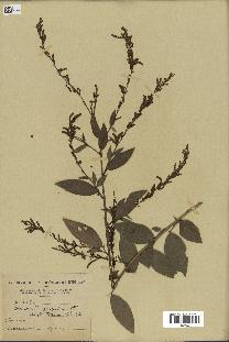 spécimen de Desmodium gangeticum