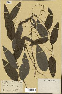 spécimen de Desmodium gangeticum