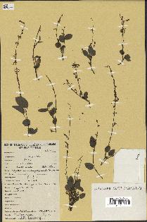 spécimen de Desmodium gangeticum