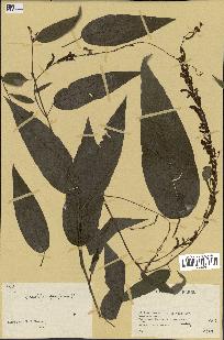 spécimen de Desmodium gangeticum