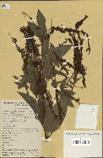 spécimen de Desmodium gangeticum