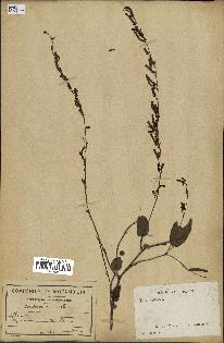 spécimen de Desmodium gangeticum