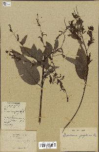 spécimen de Desmodium gangeticum