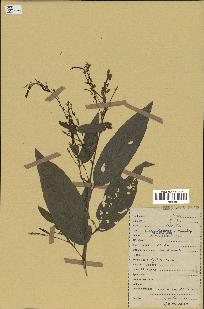 spécimen de Desmodium gangeticum