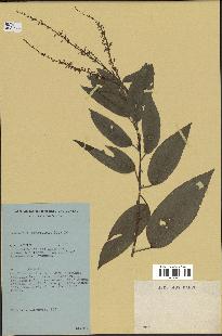 spécimen de Desmodium gangeticum