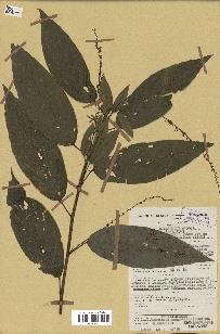 spécimen de Desmodium gangeticum