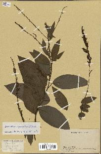 spécimen de Desmodium gangeticum