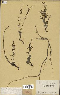 spécimen de Desmodium gangeticum