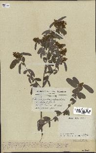 spécimen de Desmodium barbatum