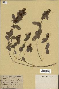 spécimen de Desmodium barbatum