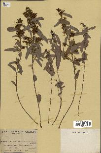 spécimen de Desmodium barbatum