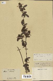 spécimen de Desmodium barbatum