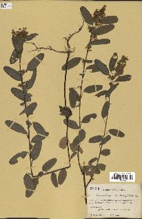 spécimen de Desmodium barbatum