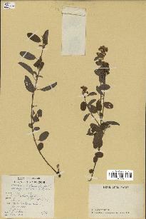 spécimen de Desmodium barbatum