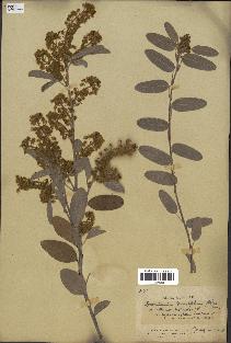 spécimen de Desmodium barbatum