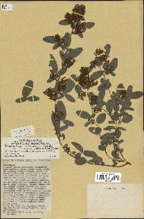 spécimen de Desmodium barbatum