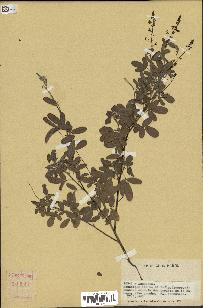 spécimen de Desmodium sp.