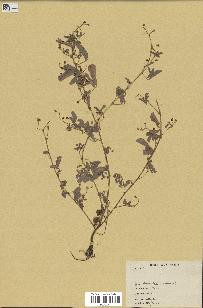 spécimen de Desmodium sp.