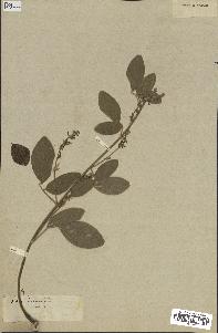 spécimen de Desmodium sp.