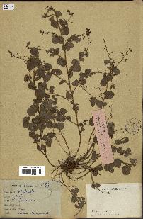 spécimen de Desmodium sp.