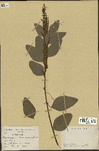 spécimen de Desmodium velutinum