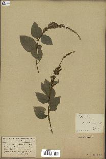 spécimen de Desmodium velutinum