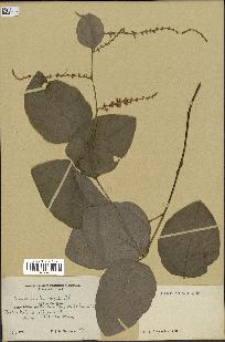 spécimen de Desmodium velutinum