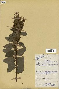 spécimen de Desmodium velutinum