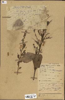 spécimen de Desmodium velutinum
