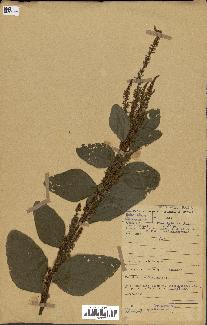 spécimen de Desmodium velutinum