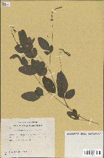 spécimen de Desmodium tortuosum